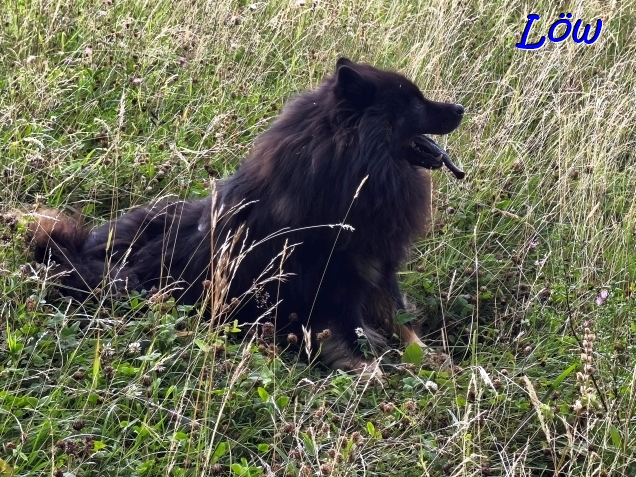 14.7.2025 - Howard entspannt